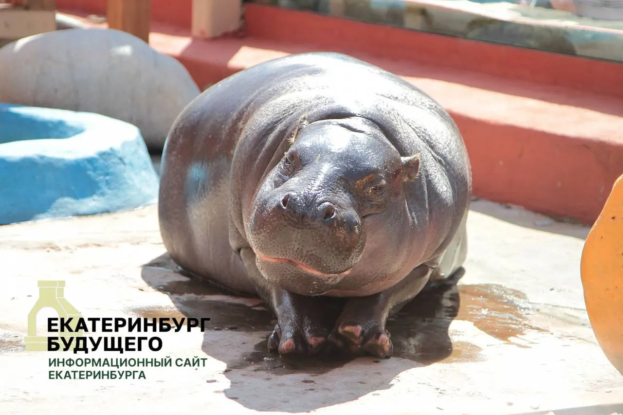 По мобилизационным планам муниципалитет обязан без торгов и оплаты передавать в распоряжение военных помещения, находящиеся в ведении департамента культуры; это положение распространяется по всей стране.