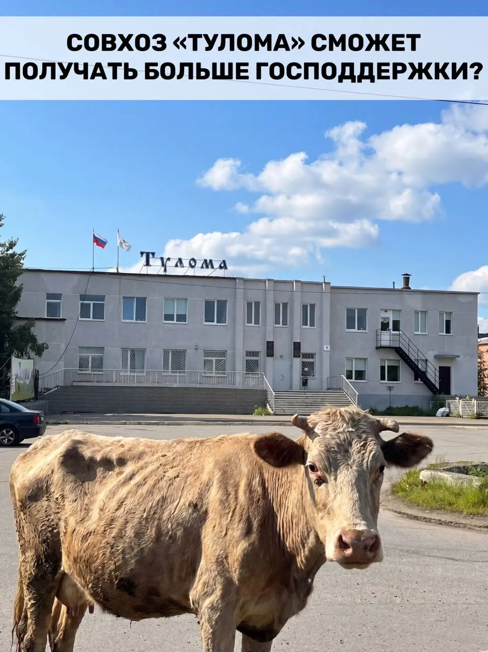 Правила господдержки молочных предприятий расширили — теперь субсидии могут получать и хозяйства с долей государства или муниципалитета свыше 25%. Для Мурманской области это важно на фоне сообщений о критическом положении в совхозе «Тулома».