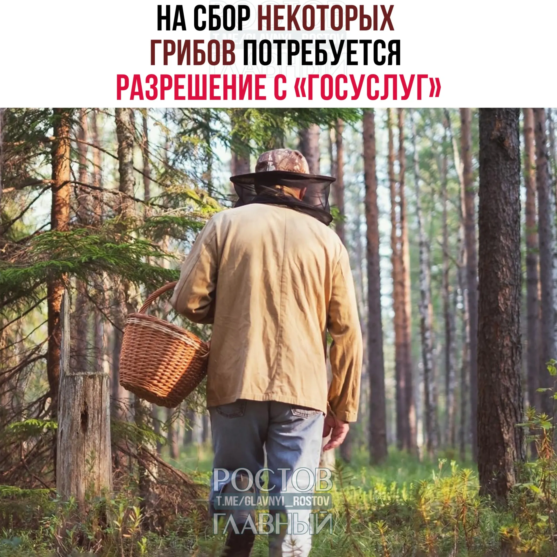 С 1 сентября 2027 года вводится обязательное разрешение на сбор некоторых редких грибов; заявление будут рассматривать до 15 дней, а сбор краснокнижных видов без разрешения повлечёт уголовную ответственность.