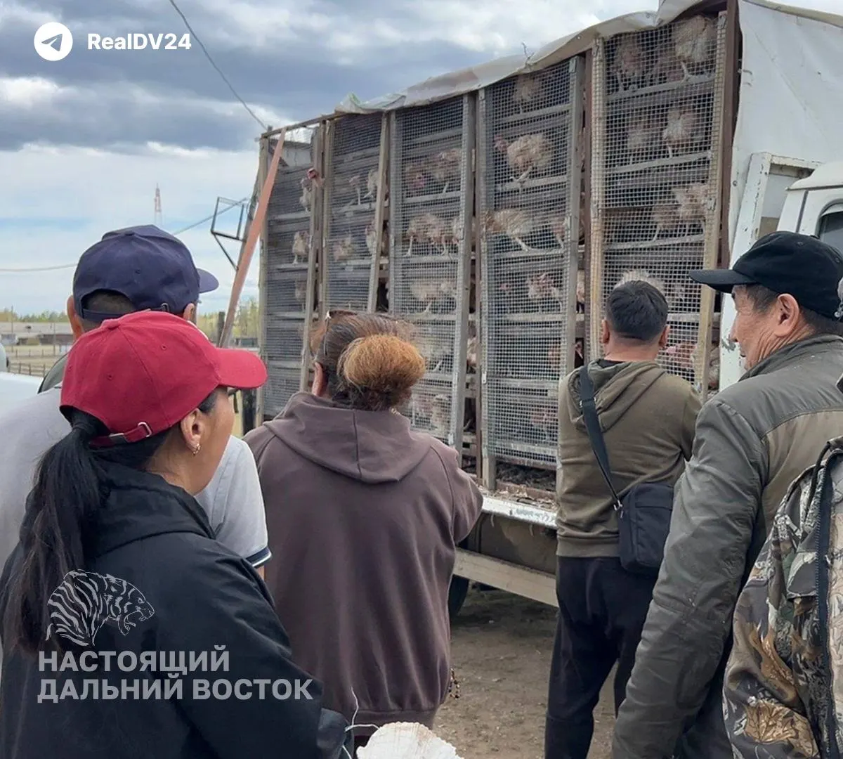 Жители республик увеличивают покупки кур-несушек: в нескольких улусах заметно выросло число заявок, а десяток яиц в апреле стоил в магазинах около 180–184 рублей.