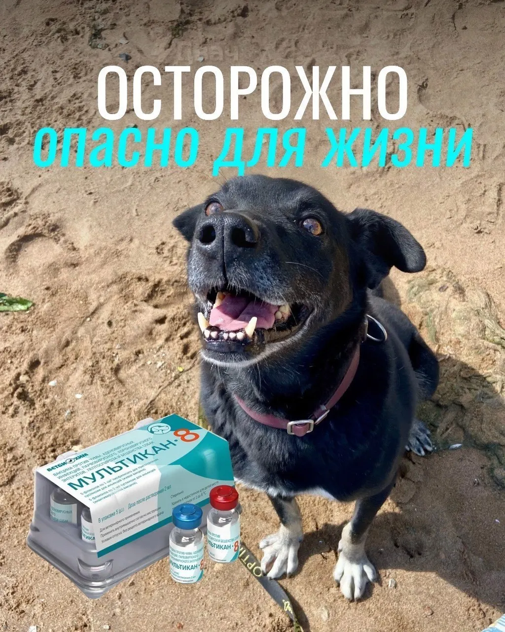 После прививки от бешенства у некоторых собак возникли судороги, рвота и диарея; часть животных погибла, клиники проводят проверки партии вакцины.